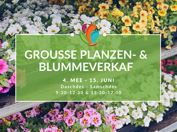 Grande vente de plantes du 4 mai au 15 juin 2024🌸🌱🌺